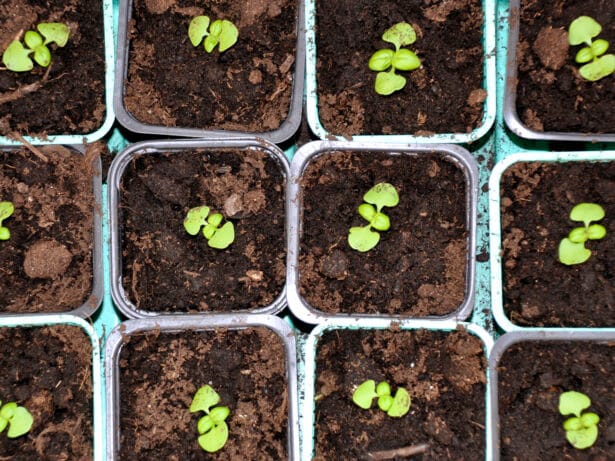 Lär dig odla näringsrik mat – för vardag och beredskap