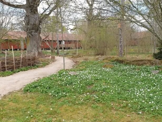 Blomsterdag