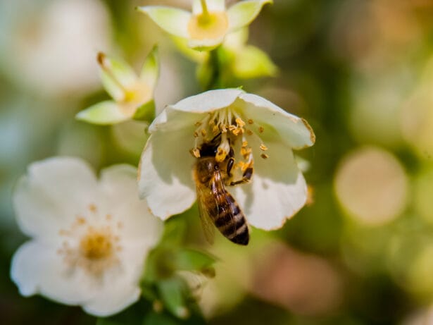 Bind din egen krans - Blomstergläntan i Lindehult