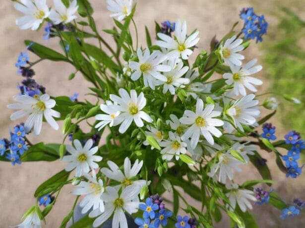 Midsommarfirande vid Hembygdsgården i Bäckebo